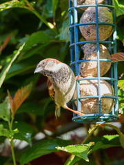 A House Sparrow (Passer domesticus)  sat on a bird feeder full with fat balls in a garden.