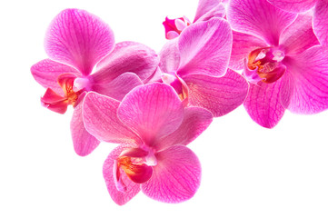 Fototapeta premium Piękny bukiet różowych kwiatów orchidei. Bukiet luksusowych tropikalnych orchidei magenta - phalaenopsis - na białym tle. Strzał studio