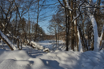 winter forest in the snow
