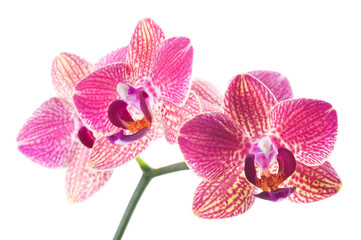 Fototapeta na wymiar Beautiful bouquet of pink orchid flowers. Bunch of luxury tropical magenta orchids - phalaenopsis - isolated on white background. Studio shot.