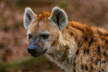 Spotted Hyena - Crocuta crocuta, picture of powerfull African carnivore in Etosha National Park, Namibia, Africa. 