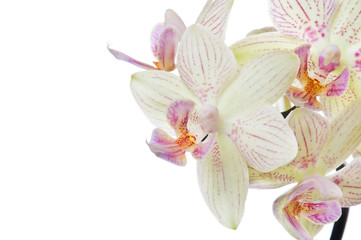 Fototapeta na wymiar Beautiful bouquet of white orchid flowers. Bunch of luxury tropical white orchids - phalaenopsis - with pink dots isolated on white background. Studio shot