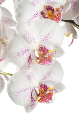 Beautiful bouquet of white orchid flowers. Bunch of luxury tropical white orchids - phalaenopsis - with pink dots isolated on white background. Studio shot