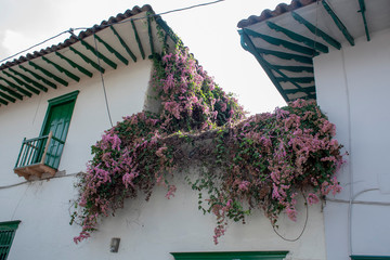 Colonial Balconies with Flowers in Colombia