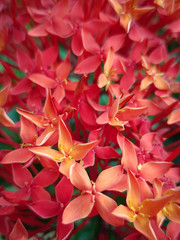 Beautiful ixora flower in garden