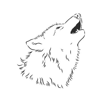 Wolf head vector. wolf howls, wolf head, vector sketch illustration