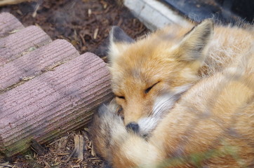 狐の休日
