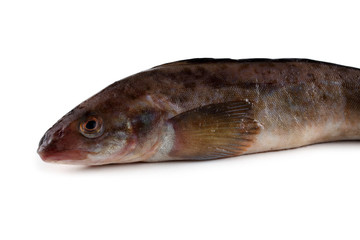 Sea bass