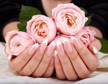 Hands with long artificial french manicured nails holding pink rose flowers
