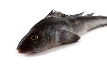 Sea bass