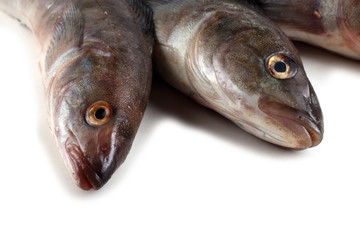 Sea bass