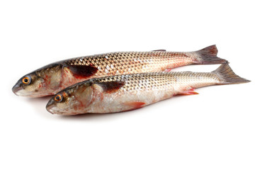 Pelengas (So-iny mullet)