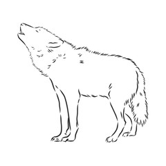 Wolf head vector. wolf howls, wolf head, vector sketch illustration