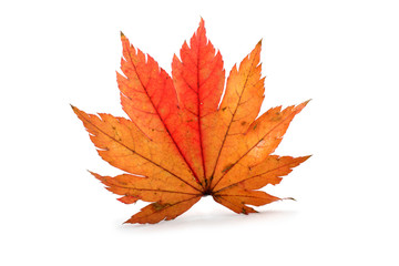 Autumn maple leaf