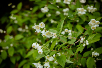 branch with white blooming jasmine flowers on a background of green leaves. Spring flowering.Blooming jasmine bush with drops of water after rain. fragrant flowers used in perfumery or tea.