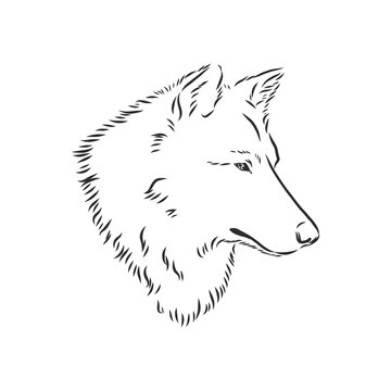 vector image of wolf's head isolated on white, wolf portrait, wolf head, vector sketch illustration