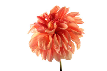 Dahlia flower