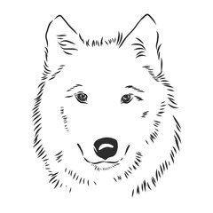 vector image of wolf's head isolated on white, wolf portrait, wolf head, vector sketch illustration © Elala 9161