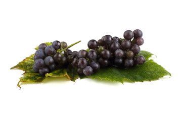 Black wine grape on autumn leaf