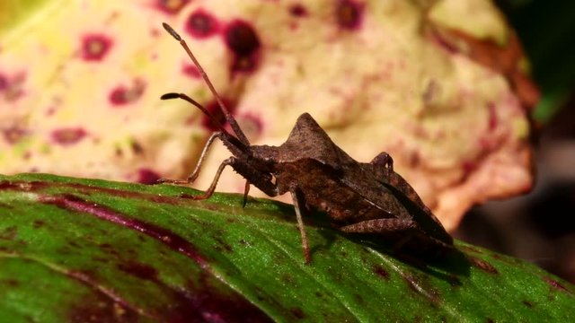 Dock Bug in his environment. His Latin name is Coreus marginatus.
