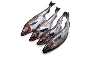 Alaska pollock