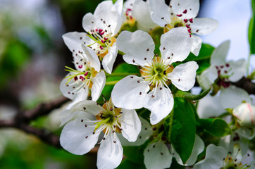White flowers of a young pear in the spring garden