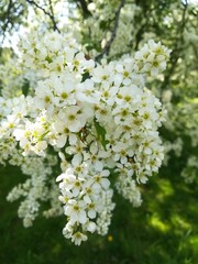 blossom white flowers on spring trees