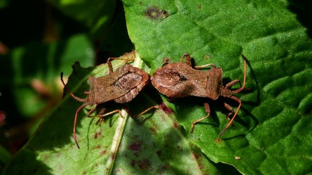 Dock Bugs in copulation. His Latin name is Coreus marginatus.