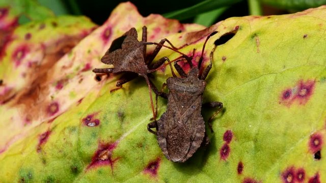 Dock Bugs in copulation. His Latin name is Coreus marginatus.