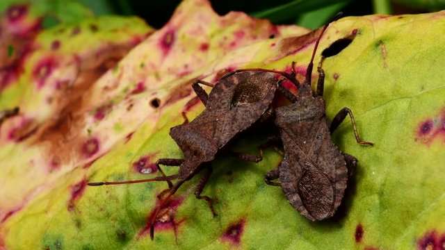 Dock Bugs in copulation. His Latin name is Coreus marginatus.