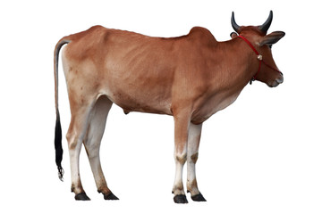 An image of a cow with a white background