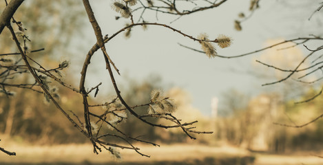 Yellow flowering willow branch in spring forest