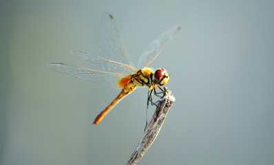 Close up detail of dragonfly.  dragonfly image is wild with blur background. Dragonfly isolated.