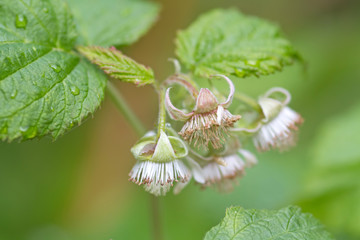 Blüten des Himbeerstrauchs