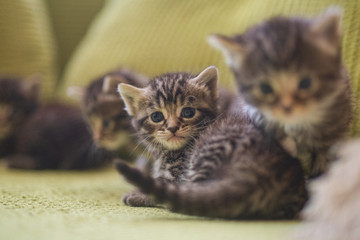 kittens