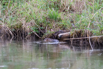 A young muskrat on the banks of a stream looking for food