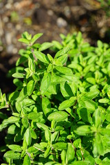 Oregano plant growing in the herb garden