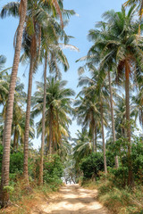 Obraz premium Palm Alley. Tropical trees. Background