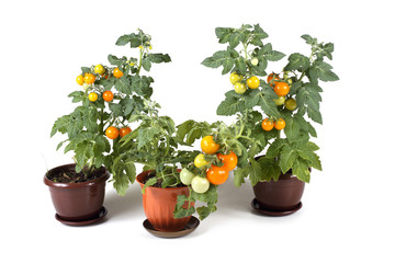 Fototapeta na wymiar Tomato plants