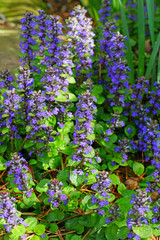 Carpet bugle weed (ajuga reptans) flower spikes in the spring garden © eqroy