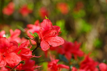 Fototapeta premium Red azalea flower bush in the spring garden