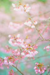 cherry blossom in spring