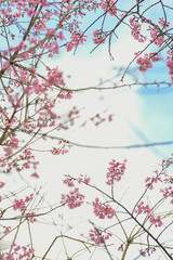 cherry blossom in spring