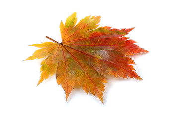 Bright maple leaf