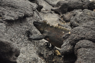 Galapagos Island
