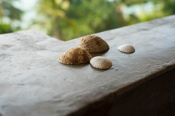 four beige shells of different sizes