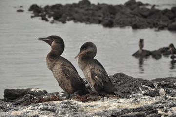 Galapagos Island