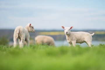Obraz premium lambs