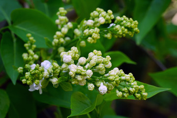 Fragrant white lilac flowers on the bush in the spring