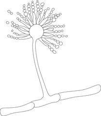 Structure of Aspergillus under microscope